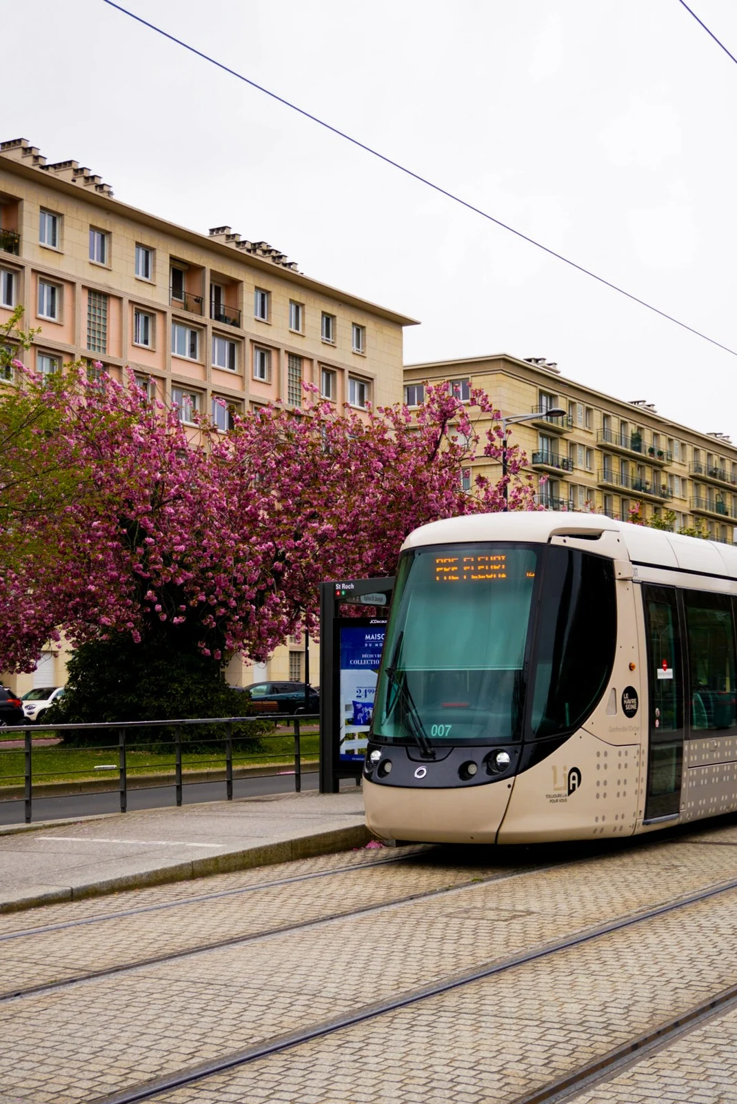 Tram beside blossom