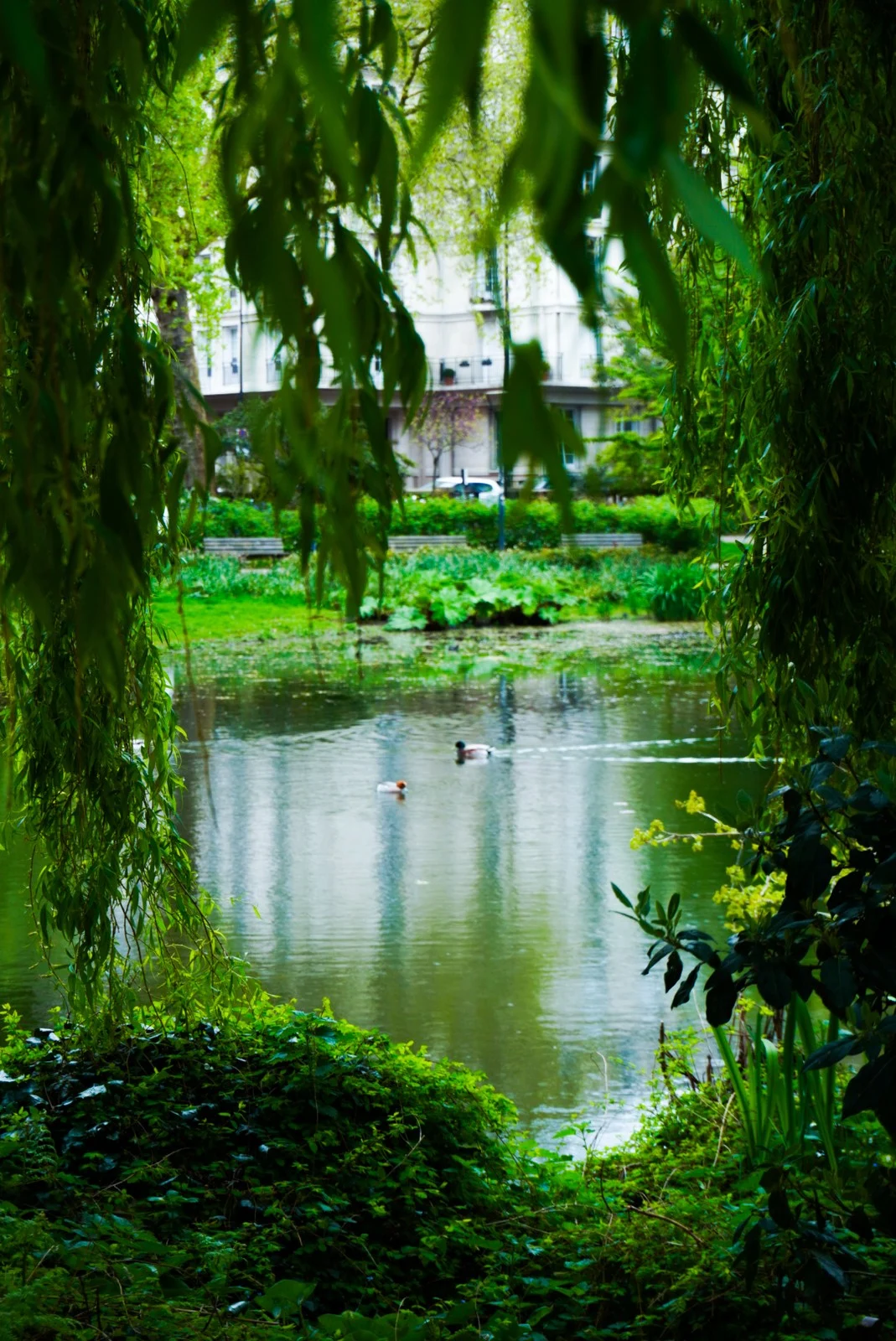 Willow framing a stream