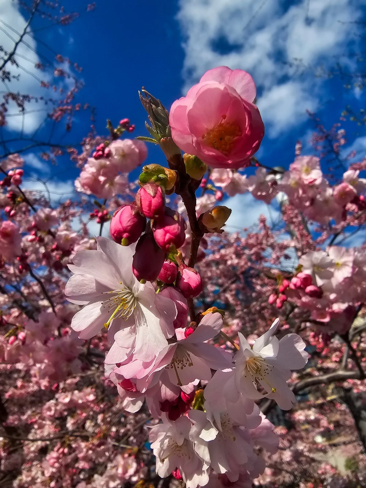Pink blossom detail