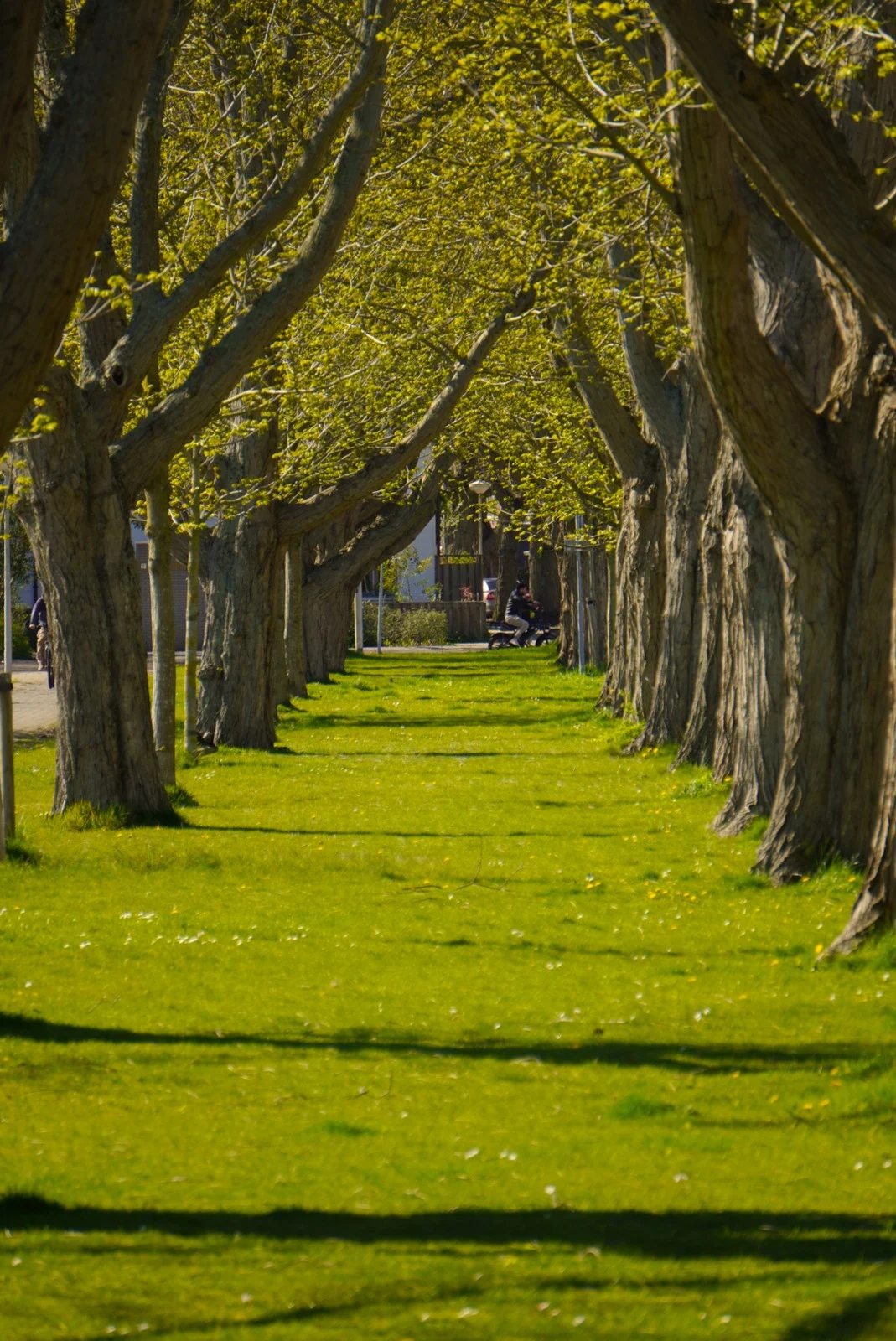 Tree-lined avenue